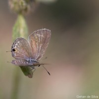 Chilades parrhasius Fabricius, 1793